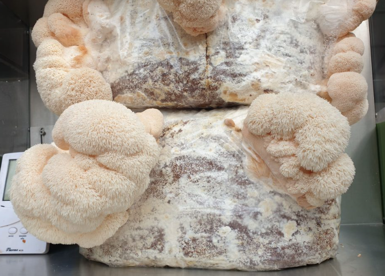 lions mane kosttillskott sverige